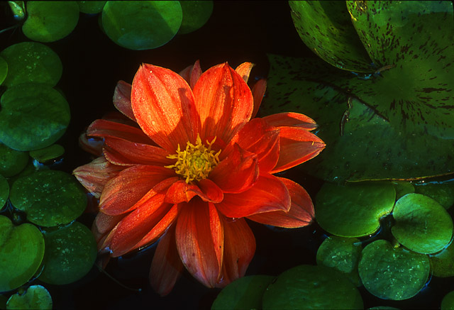 фото "Orange Fire In Memoriam" метки: макро и крупный план, природа, цветы