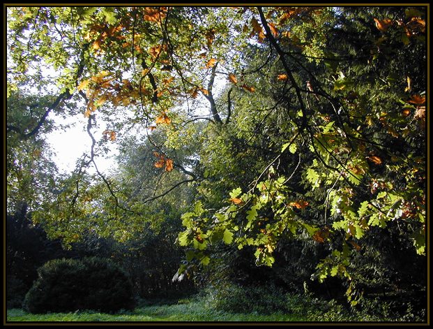 photo "Autumn" tags: nature, flowers
