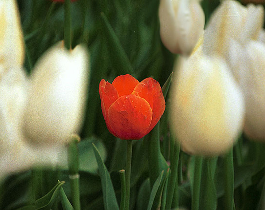 фото "Tulips" метки: природа, 