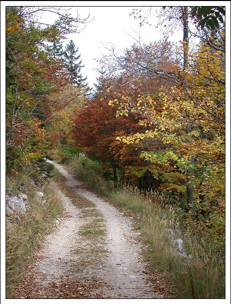 фото "Colors of Autumn" метки: пейзаж, лес