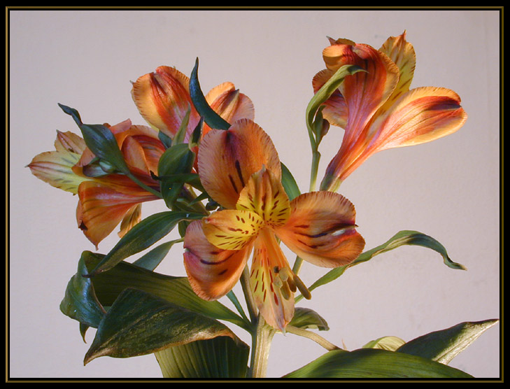 photo "Amigos" tags: nature, flowers