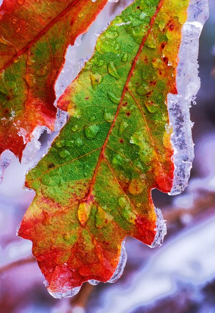 фото "Ice Storm" метки: макро и крупный план, природа, цветы