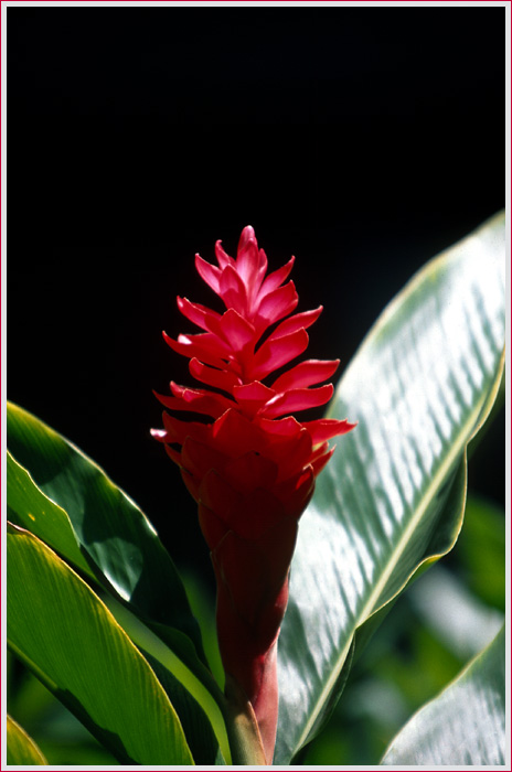 фото "Red Ginger" метки: природа, путешествия, Южная Америка, цветы
