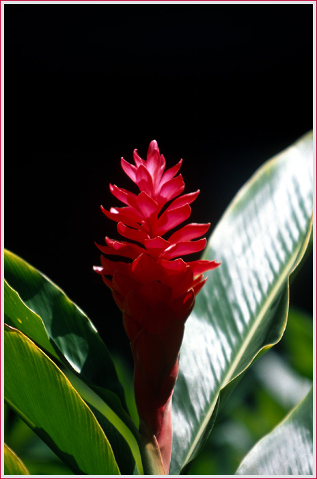 photo "Red Ginger" tags: nature, travel, South America, flowers