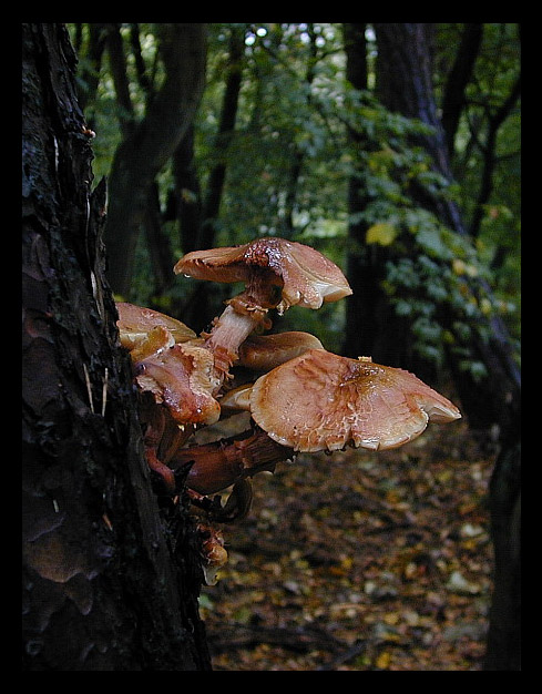 photo "Fungus tree" tags: nature, flowers