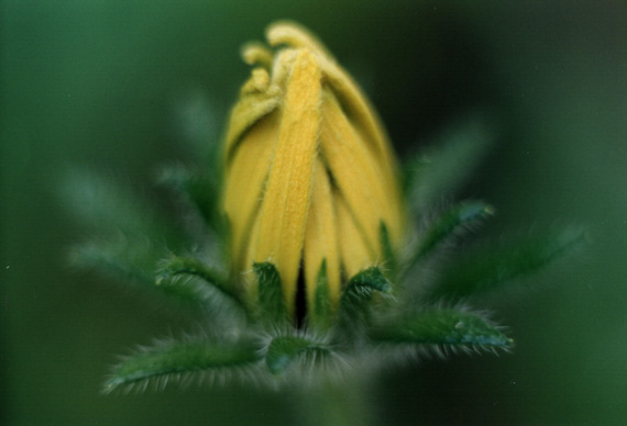 фото "Календула" метки: природа, макро и крупный план, цветы