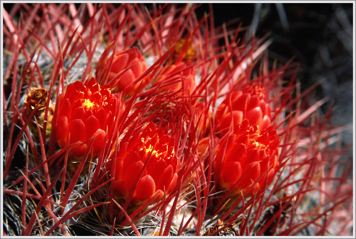 photo "Forbidden Beauty" tags: nature, travel, South America, flowers