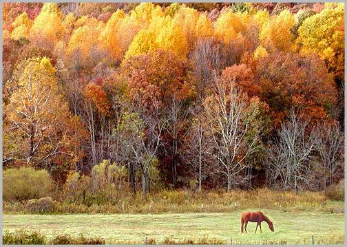 фото "Autumn Seen...." метки: пейзаж, осень