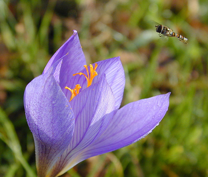 photo "Landing of a Queen Wasp" tags: macro and close-up, nature, wild animals