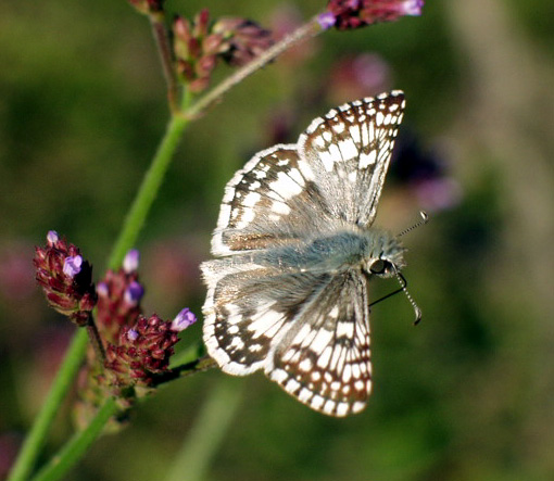 photo "One for the Road" tags: nature, insect