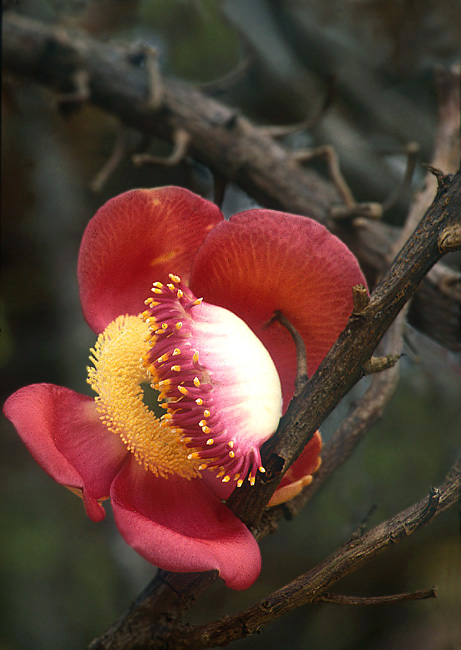 фото "Canonball" метки: природа, цветы