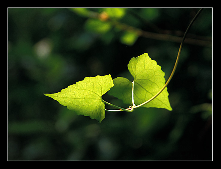 фото "Green" метки: природа, цветы