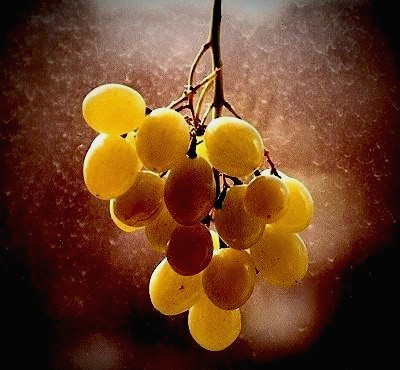 фото "Wine Grape" метки: натюрморт, абстракция, 