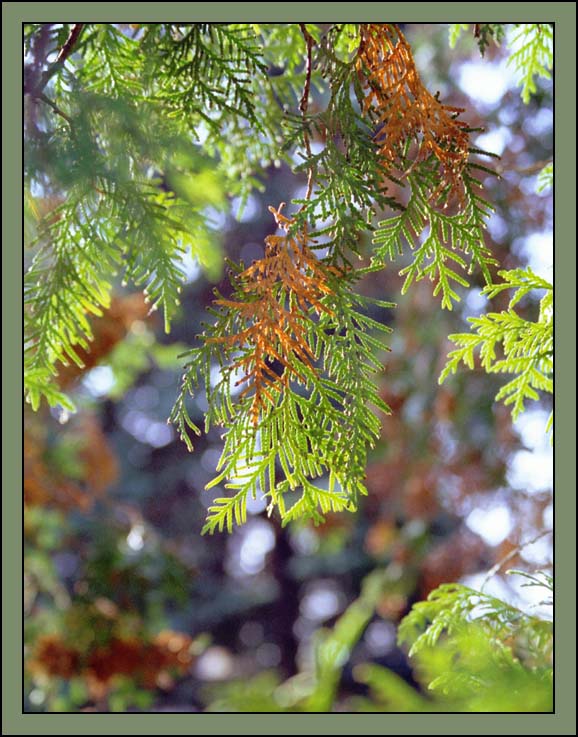 photo "Colors of autumn" tags: landscape, nature, autumn, flowers