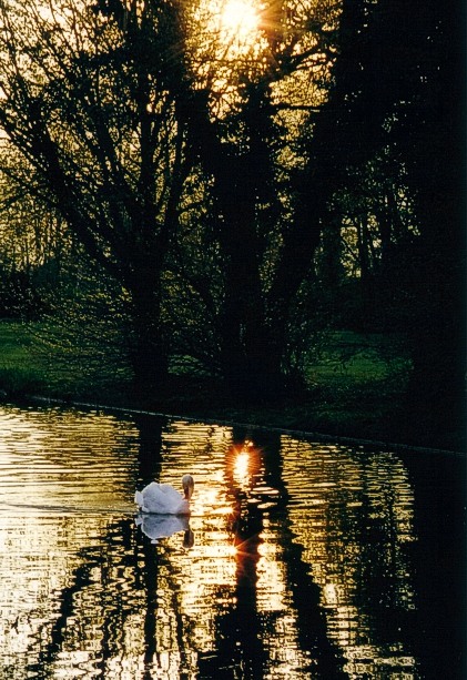 фото "Нежный свет" метки: пейзаж, природа, вода, дикие животные