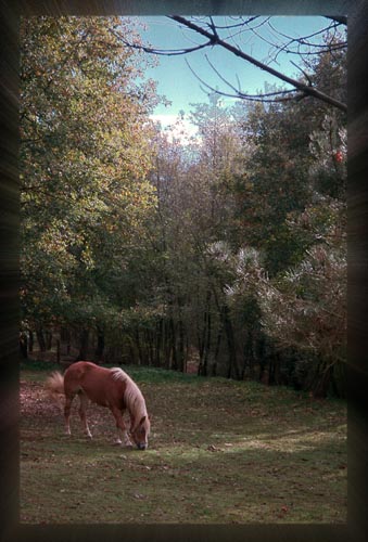 photo "Horse" tags: landscape, autumn, forest