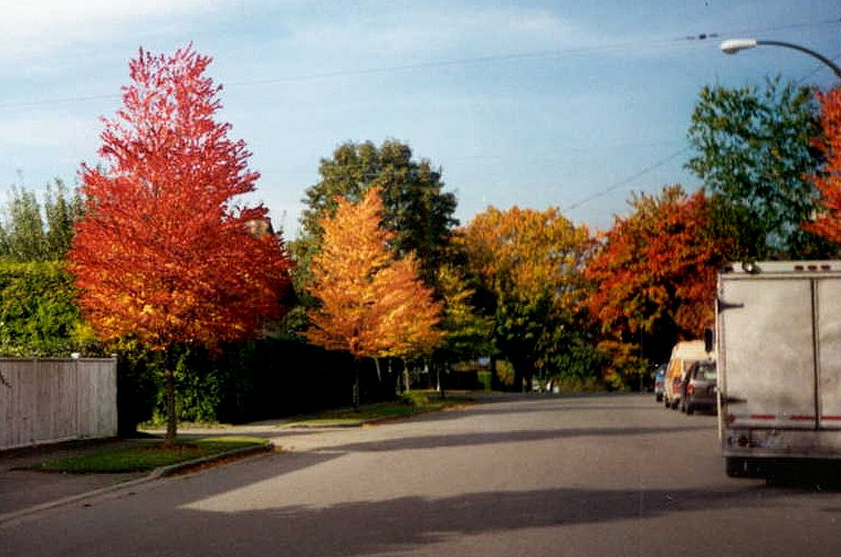 photo "Discovery street" tags: landscape, nature, autumn