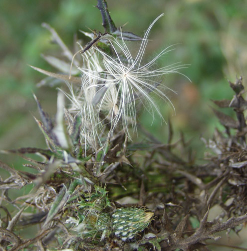 photo "Thistle Wisp" tags: nature, macro and close-up, flowers