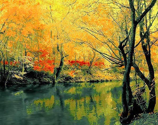 фото "Autumn In Florida" метки: путешествия, пейзаж, Северная Америка, лес