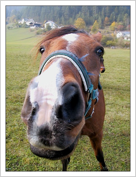 фото "Kisses" метки: природа, домашние животные