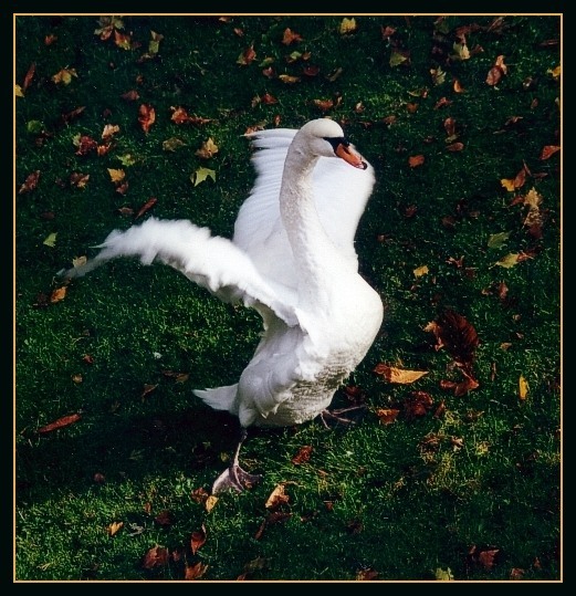 фото "Дуновение осени" метки: природа, пейзаж, дикие животные, осень