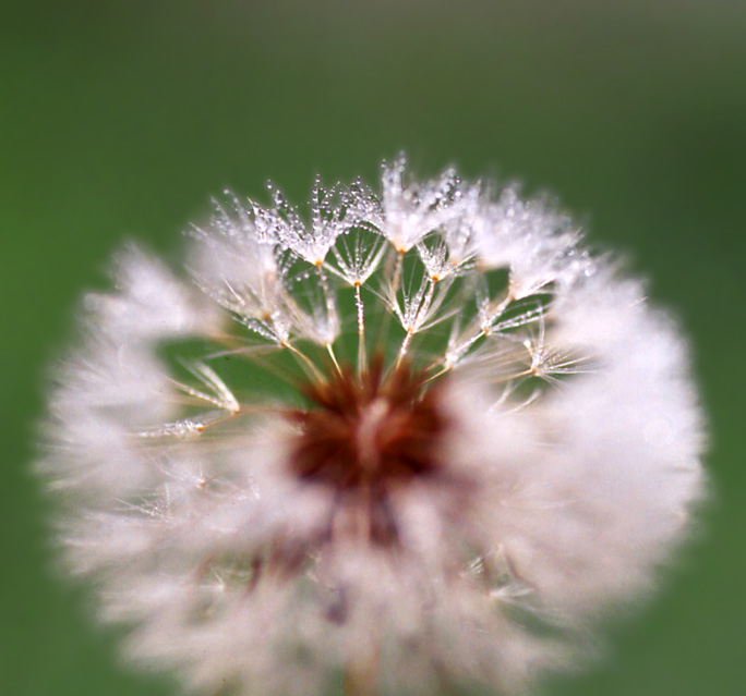 photo "Choir" tags: macro and close-up, nature, flowers