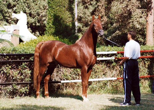 photo "Arabian Horse Show 1" tags: nature, portrait, wild animals