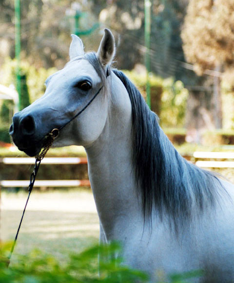 фото "Araibian horses 2" метки: природа, портрет, дикие животные