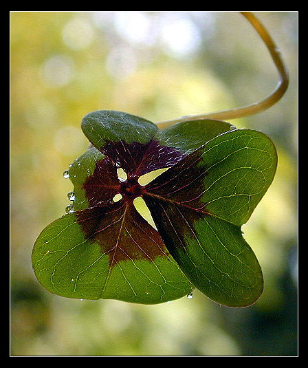 photo "Lucky" tags: macro and close-up, nature, flowers