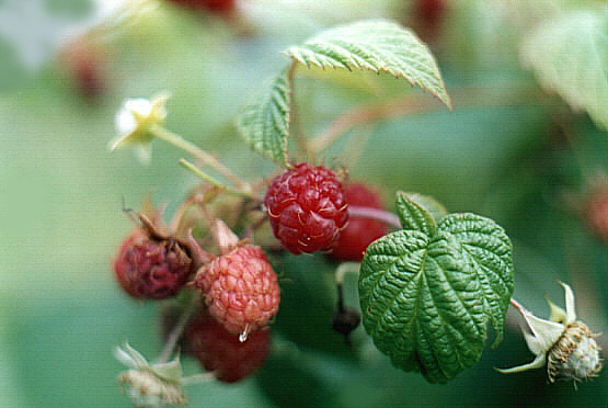 photo "Untitled photo" tags: nature, flowers