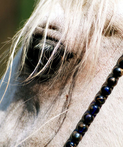photo "Arabian Horses 3" tags: nature, portrait, wild animals