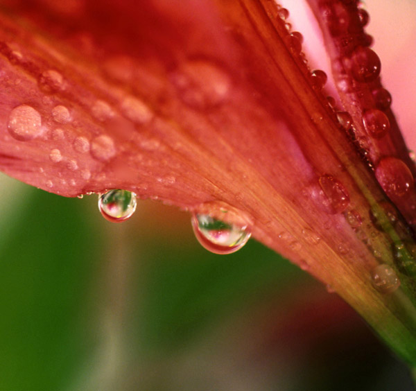 photo "Eyes" tags: macro and close-up, nature, flowers