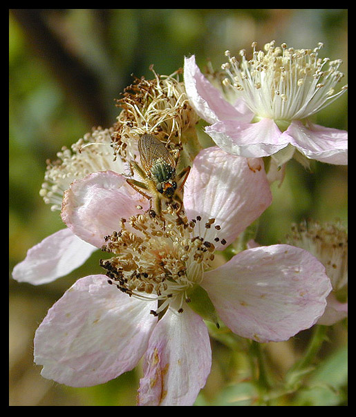 photo "Insect on Blossom" tags: macro and close-up, nature, insect