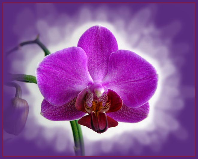 фото "Орхидея" метки: природа, фотомонтаж, цветы