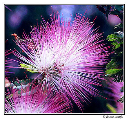 фото "Pincushion flower" метки: природа, цветы