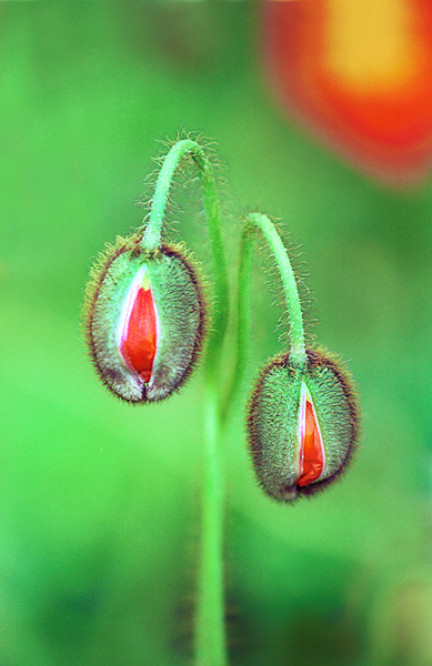 фото "Poppy Buddies" метки: природа, цветы