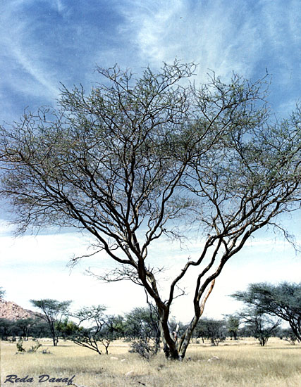 фото "Acacia" метки: путешествия, пейзаж, Африка