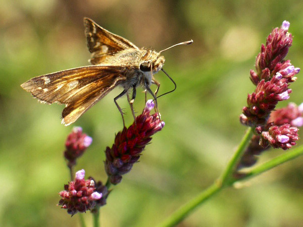 photo "Quick Sip" tags: nature, insect