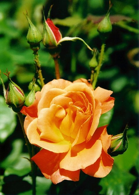 фото "ЯСная роза" метки: природа, цветы