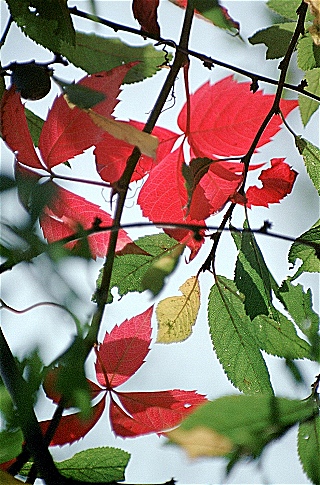 photo "At my window" tags: still life, 