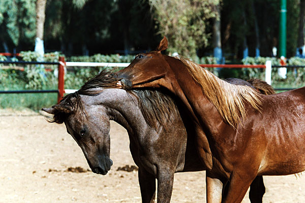 фото "Arbian horses 4" метки: природа, портрет, дикие животные