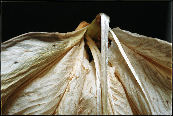 photo "Dead Lily" tags: macro and close-up, nature, flowers