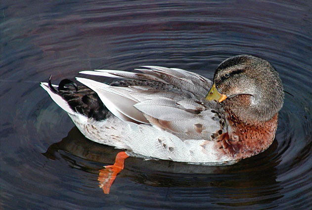 фото "Preening in Midnight" метки: природа, дикие животные