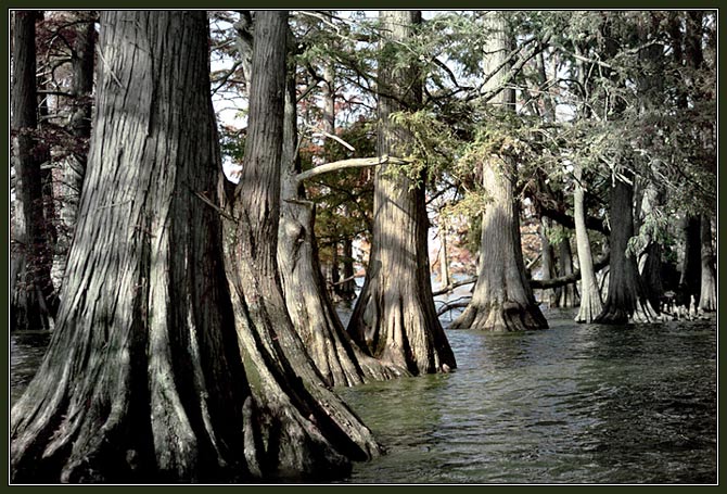 фото "Гуляя по темному лесу... по пояс в воде" метки: пейзаж, путешествия, Северная Америка, лес
