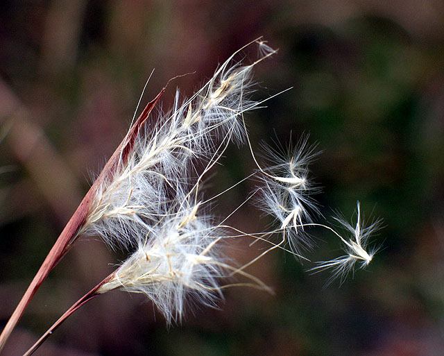 photo "Gone With the Wind" tags: nature, macro and close-up, flowers