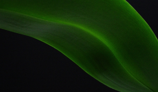 photo "green" tags: abstract, still life, 