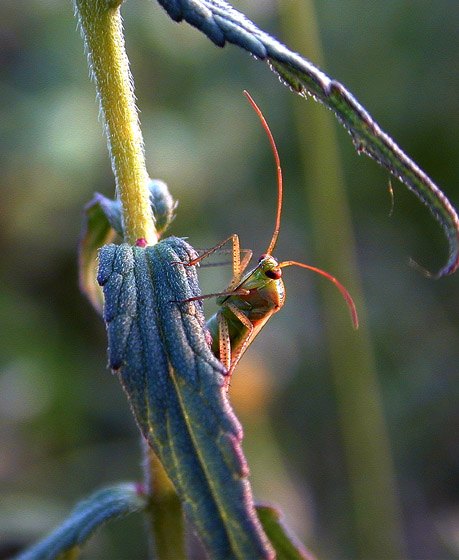 фото "Insect" метки: макро и крупный план, природа, насекомое