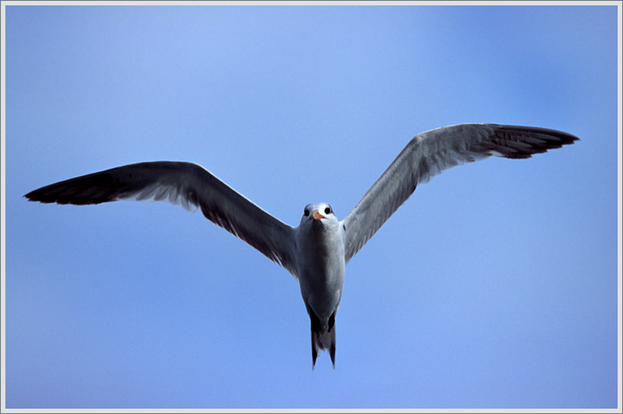 photo "Gull" tags: nature, travel, South America, wild animals