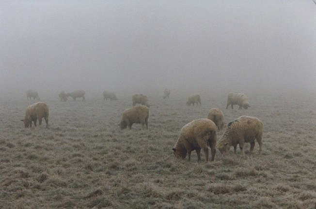 фото "winter sheep" метки: природа, пейзаж, домашние животные, зима