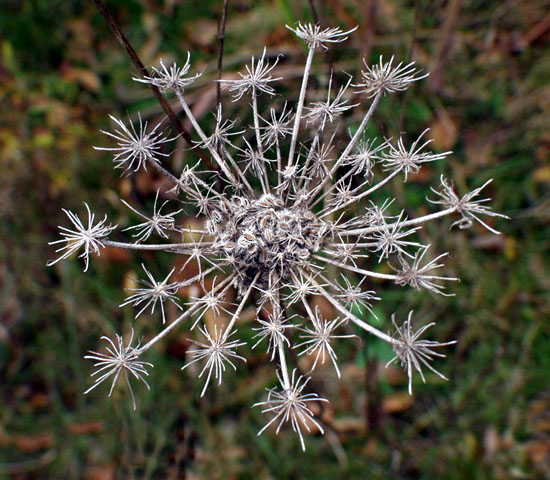 фото "Autumn`s Snowflake" метки: природа, цветы